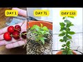 Grow Cherry Tree From Seed Step By Step Day 1 To Day 133