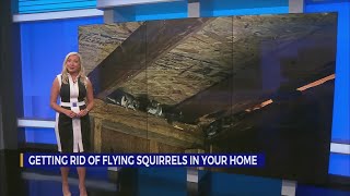 Getting rid of flying squirrels in your home