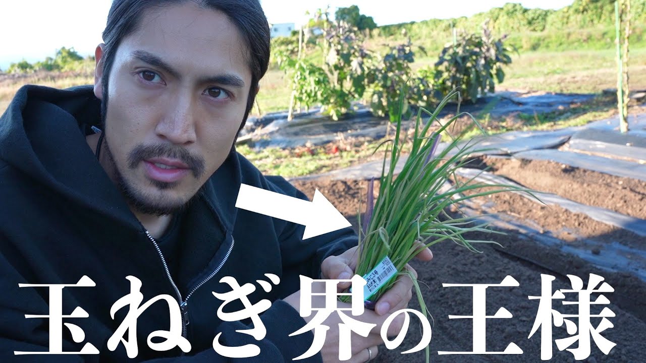 【自給自足】タマネギの王様を植えました！！