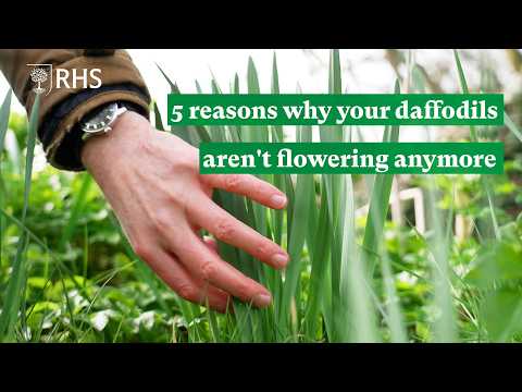 Daffodil blindness: 5 reasons why your daffodils aren't flowering anymore  | The RHS