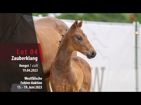 Fohlen-Auktion Lot 04 Zauberklang Hengst v. Zauberlehrling PS - Hotline
