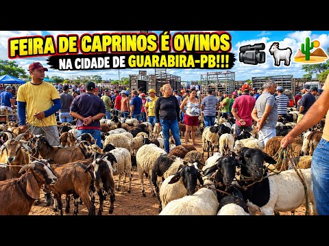FEIRA DE CAPRINOS É OVINOS NA CIDADE DE GUARABIRA-PB!!! 📹