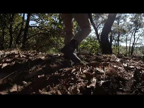 #Nachar video Man walking through forest
