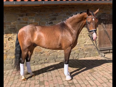 3 jähriger Wallach von Fürst Toto x Rohdiamant x Castro