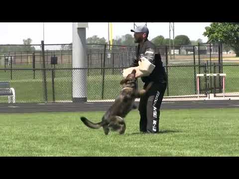 Joshua Silva & Sushi vom Quellwasser USCA WDC C DQ