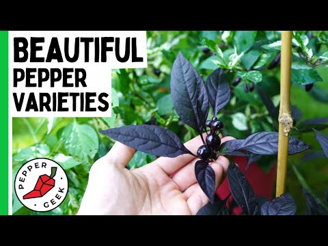 5 Beautiful Pepper Varieties - Ornamental Peppers - Pepper Geek