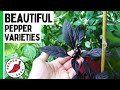 5 Beautiful Pepper Varieties Ornamental Peppers Pepper Geek