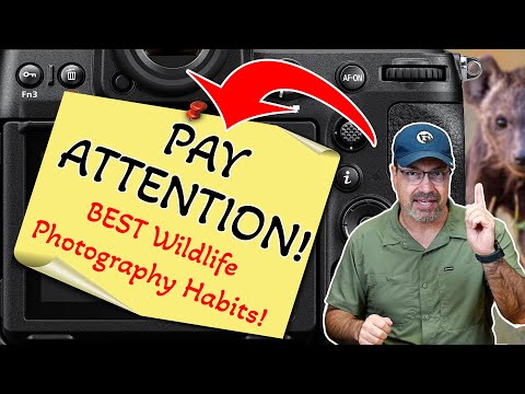 10 Habits That Will Instantly Improve Your Wildlife Photography