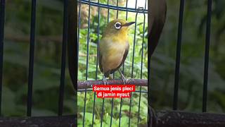 Download lagu pleci betina manggil jantan #plecigacor mp3 Download lagu pleci betina manggil jantan #plecigacor mp3