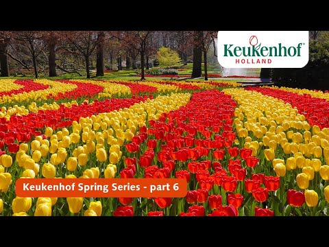 Keukenhof Spring Series part 6 | Keukenhof 2021🌷