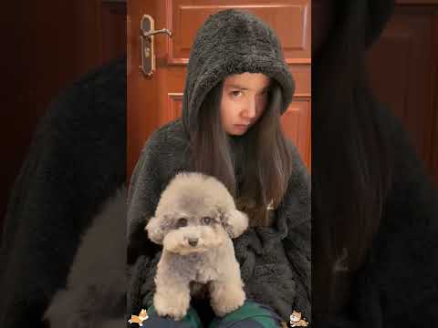 Dramatic dog #funny #usa #funnyprank #funnyvideos #funnyshorts #funnymoments