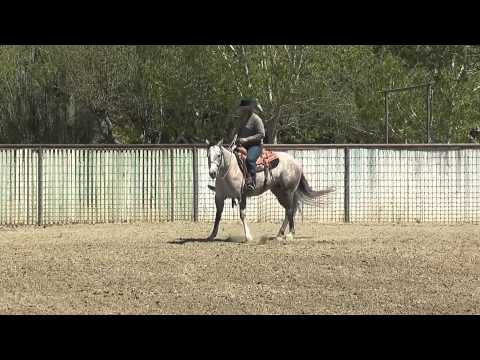 MR SUN BARON: Monty Roberts Willing Partners(TM)