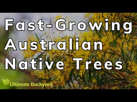 10 Fast Growing Australian Native Trees