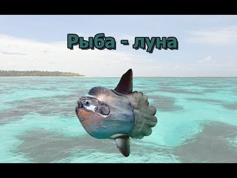 Русская Рыбалка 3.99 Рыба-луна на Сейшелах