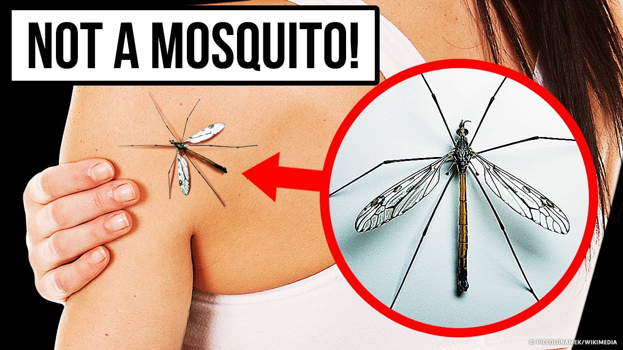 Se, Um Dia, Você Vir Este Inseto. Não O Mate!