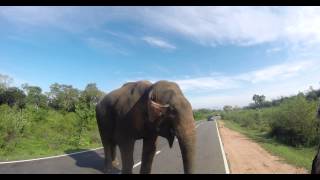 preview picture of video 'Slon na silnici vybírá desátky - Srí lanka 2014'