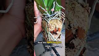 Download lagu Penyebab bunga anggrek layu dan daun lemas #anggrekbulan #anggrekindonesia #orchidlovers #orchidcare mp3
