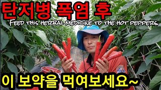 지친 고추에게 이 보약을 먹여보세요. 20센티 고추 나옵니다~ Feed this herbal medicine…
