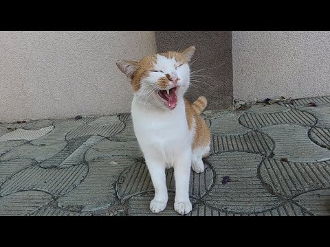 Talkative cat running and meowing at same time is unbelievably cute