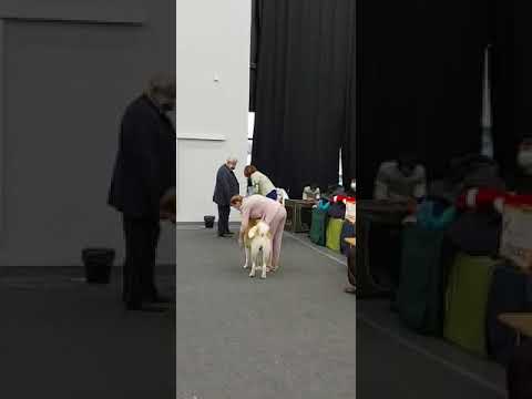 Нижегородский Cacib 2020 2й день, Акиты кобели чемпионы