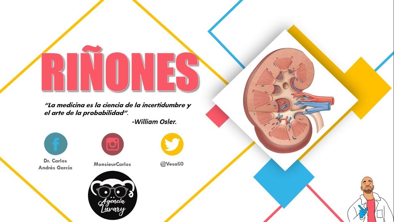 Anatomía - Riñón Pt. I (Caras, Bordes, Relaciones, Fascia Renal)