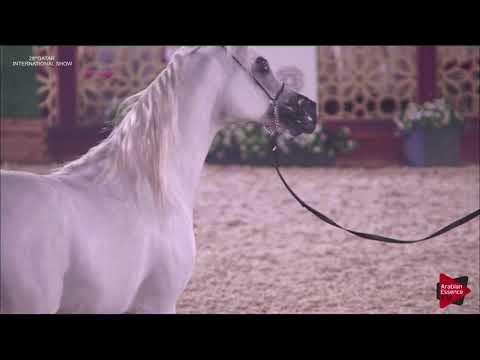 N.137 LAMMAH AL NAIF - 2019 Qatar Intl Title show - Stallions 4 to 6 Years Old (Class 10)