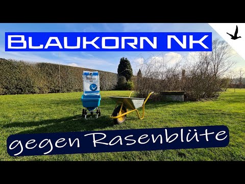 Rasendünger Blaukorn NK gegen Rasen Blüte✅Erklärung und Anwendung