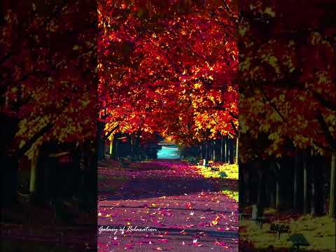 Autumn Nature Scene | Relaxing Piano Music for Stress Relief