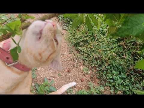 Funny Cats and Kittens || Bittu ||