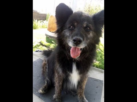 Jasper, an adopted Chow Chow & German Shepherd Dog Mix in Santa Paula, CA_image-1