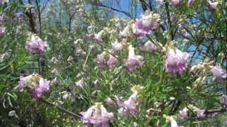 Prolific Flowering Bush
