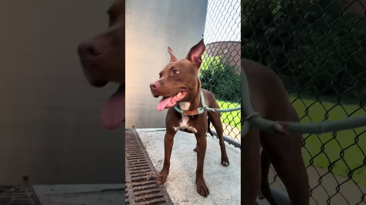 Enlarge Jacqueline, a ADOPTABLE Pit Bull Terrier in Chicago, IL video 5/5