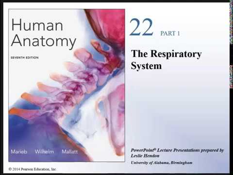Human Anatomy Lecture-  Ch 22 The Respiratory System Pt 1
