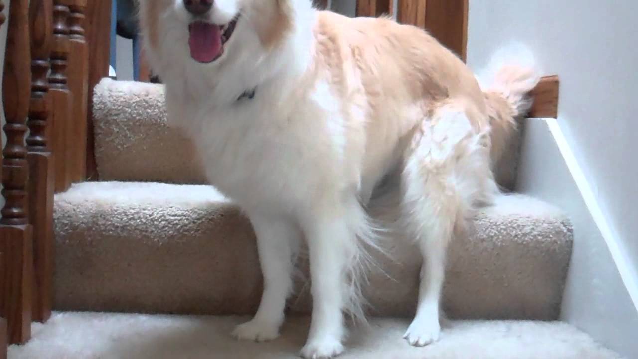 Promotional video thumbnail 3 for Robin's Dog Stars Animal Act
