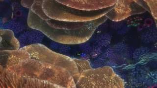 Finding Dory ...Shells ( short version )