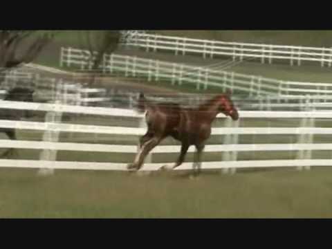 Stratum x Calypso (By Lost Code)