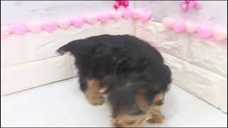 ヨークシャーテリアの動画01