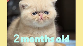 ぶさかわ子猫（生後２ヶ月）を初めて迎え入れました