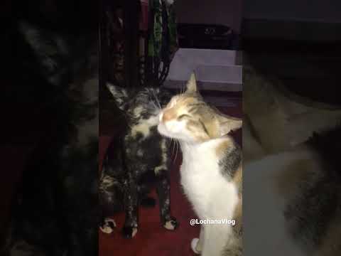 Cat’s Love 🐈❤️#Shorts