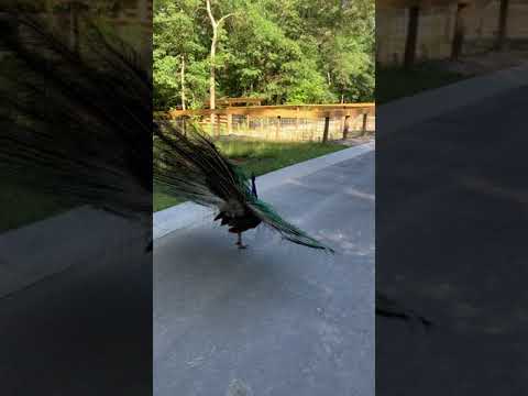 Peacock Strut