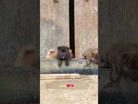 A beautiful moment #2589 - #shorts