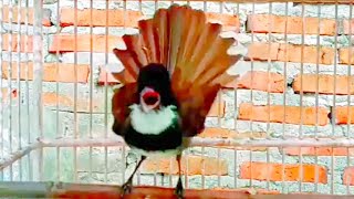 Download lagu Suara burung SIKATAN KIPAS Gacor Tarung emosi PANCINGAN sikatan agar Bunyi mp3