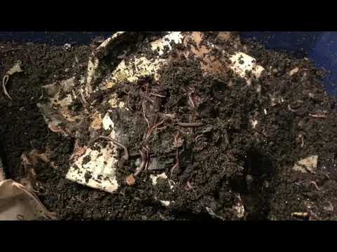 African Night Crawlers: Harvest Part 1