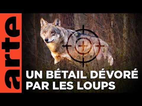 Jura, qui a peur du loup ? | ARTE Regards