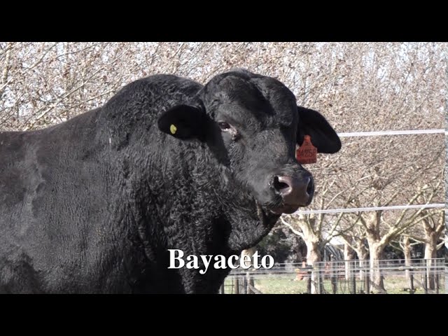 Vídeo BAYACETO