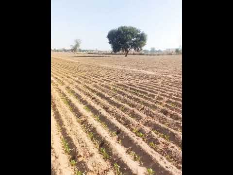  Agricultural Land 1 Bigha for Sale in Keshwana Industrial Area, Jaipur