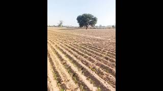  Farm Land for Sale in Keshwana Industrial Area, Jaipur