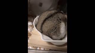 丸いハムスター