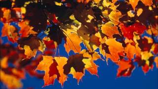 Jeff Jarvis Silverbird (Morning Drive)