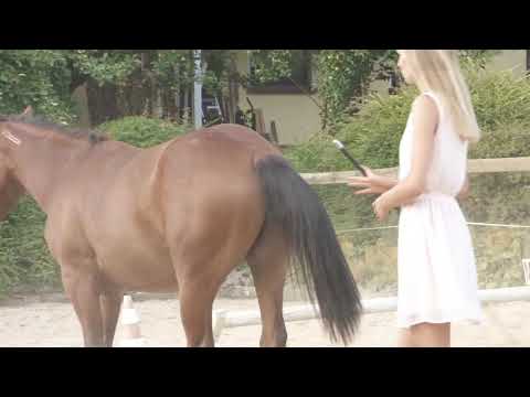 MUSTANG MAKEOVER 2018 Team Lina (TAG 4221) - Update 8